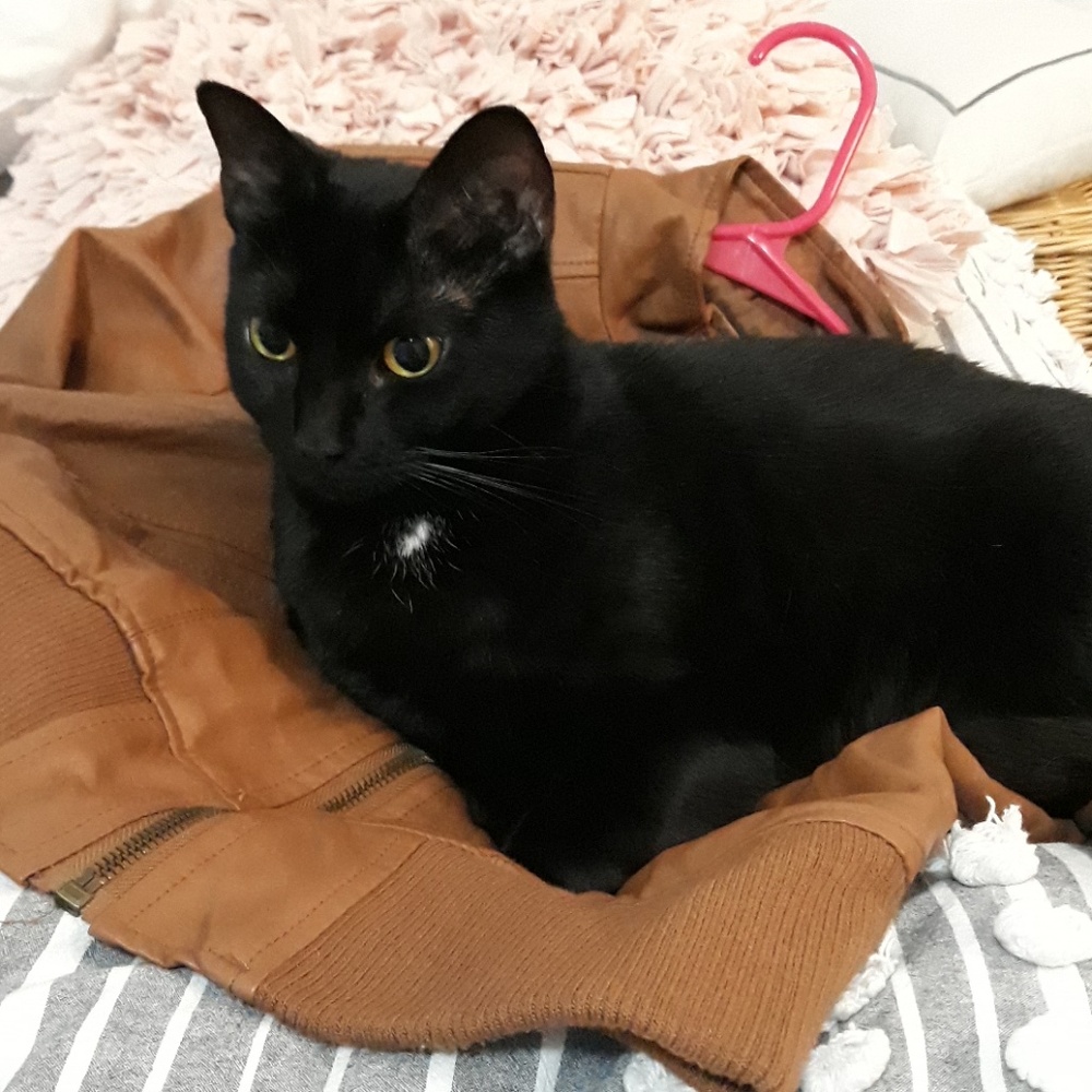 Kitty
